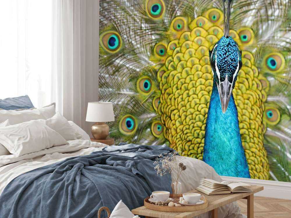 Front view of a peacock